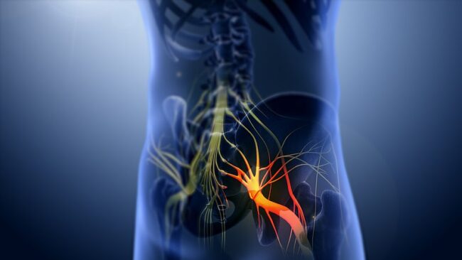 Sciatica_nerve svg+xml,%3Csvg%20xmlns%3D'http%3A%2F%2Fwww.w3