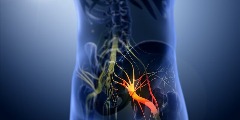 Sciatica_nerve svg+xml,%3Csvg%20xmlns%3D'http%3A%2F%2Fwww.w3